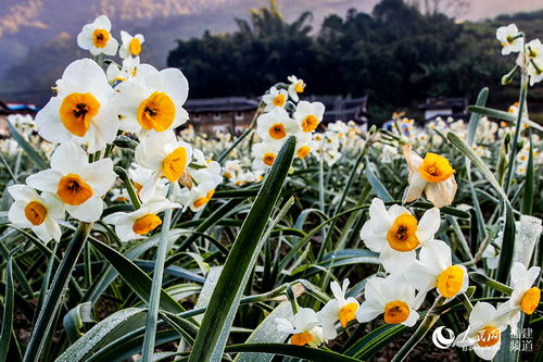浴雪月季/阵雪月季的生长习性介绍