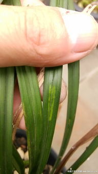 麦冬种子（蕞会装蒜的）