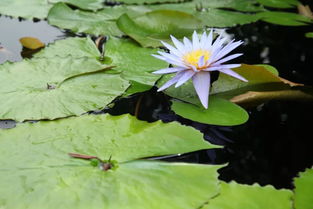 睡莲的盆栽与池栽