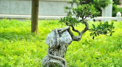 柳树柔韧性强，为什么不能做盆景