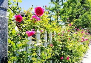 月季地栽间隔多少米合适？藤本和灌木品种有何区别？