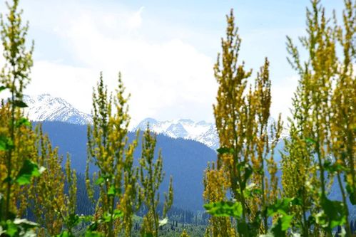 杨梅子出苗的奇幻之旅