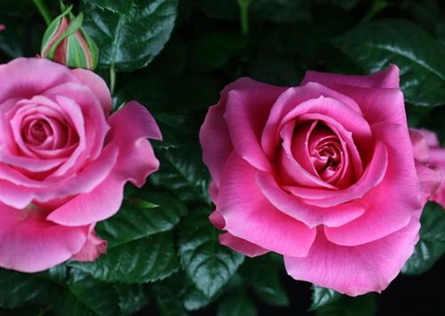 柯德娜月季品种繁多， 花色和香味独特