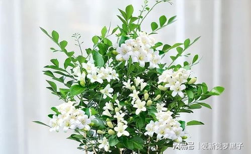 九里香的花期是何时开花时香气浓郁吗