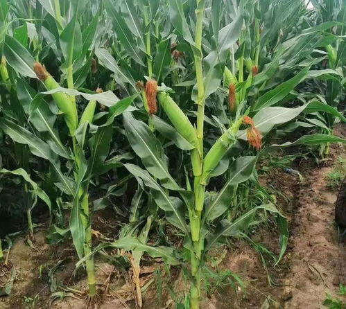 玉米多穗的原因