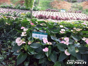 万象花卉的发展历程