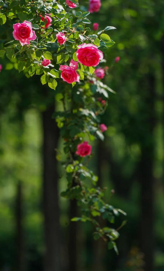 月季花开， 郑州城里的芬芳盛宴