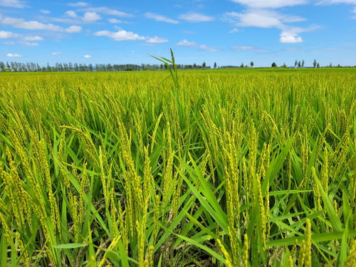 咪鲜胺喷在水稻上会有什么效果？