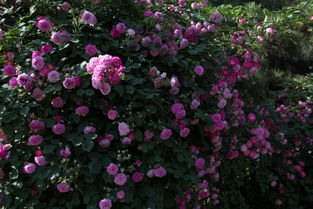 门口种蔷薇花的好处