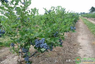 什么土壤pH值和排水性最好，最适合种植玫瑰