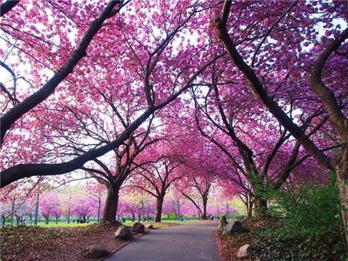 木棉：高大雄伟， 绿叶间的红宝石