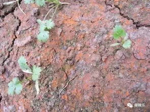 土裂裂的，有啥大惊小怪的？