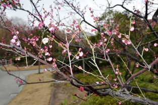 树苗繁茂，生命力旺盛