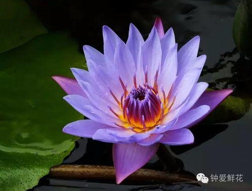 睡莲种植会遇到的事嗯 OATP SNOIHS SOTP