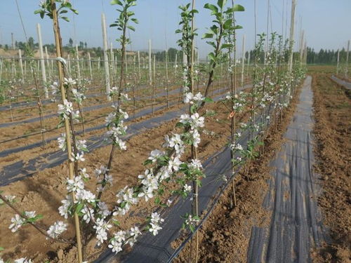 提升花卉品质：荔枝幼年结果树栽培与管理技术全攻略