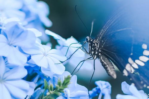 花卉养护技巧：简易方法快速杀死甲虫，保持植物健康成长