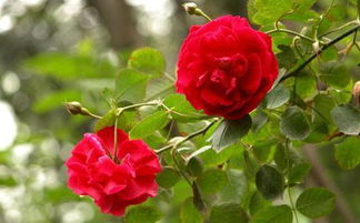 月季染色效果的奥秘大揭秘