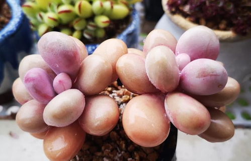 夏季多肉浇水，怎么弄？