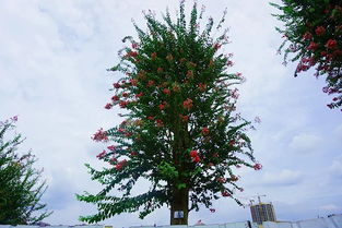 紫薇树叶枯死急救手册：避开误区，提升存活率大法！