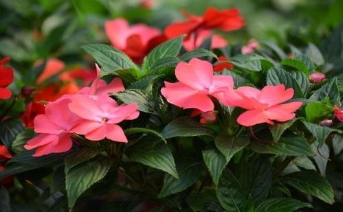 凤仙花真的可以驱蛇吗？种了它就能安心睡觉吗
