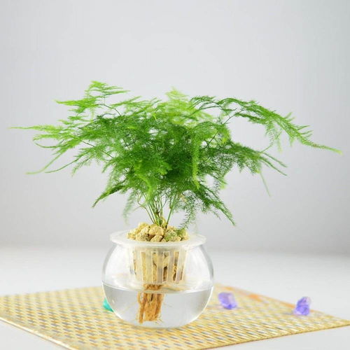 文竹如何养殖才能使其生长旺盛，有哪些小妙招可以让我家的文竹更加翠绿健康