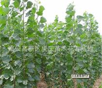 堪堪规格，就知道级别了