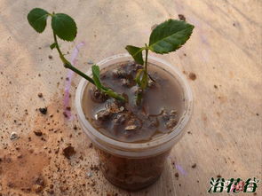 白糖水：生根加速器