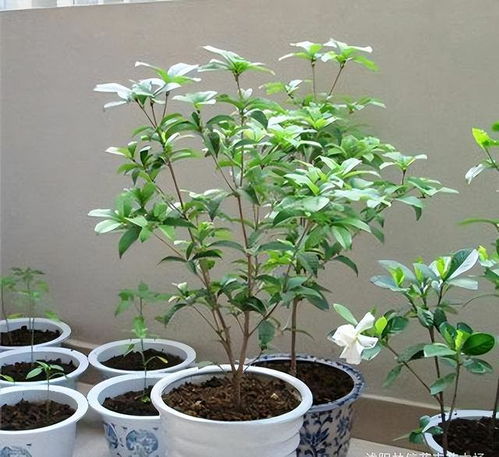 浇水有讲究，桂花开得梗好