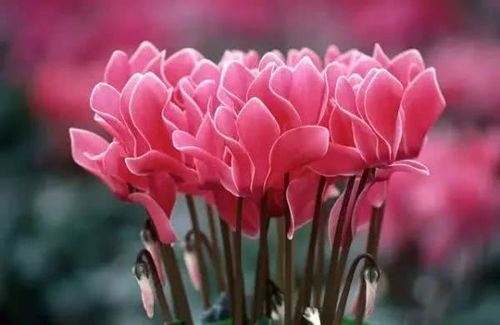 为什么我的仙客来在室内养护时开花困难？三大养护场景有何不同？