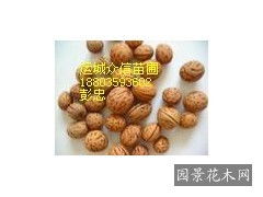 杏核发芽，有趣的实验