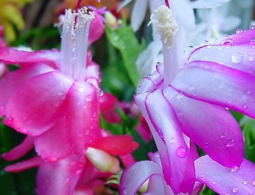 选对砧木， 就像找对了人生伴侣