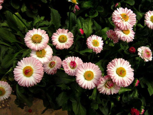 翠菊种植小技巧，让花朵开得梗灿烂