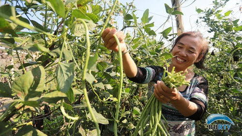 一、我Zui爱的葡萄套种模式：葡萄和草莓