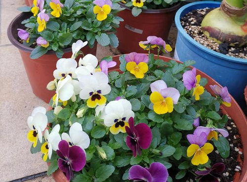 适合家庭室内养殖的花卉