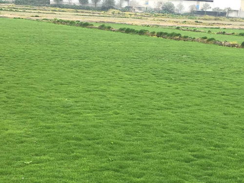 混播比例怎么定？南北差异要注意