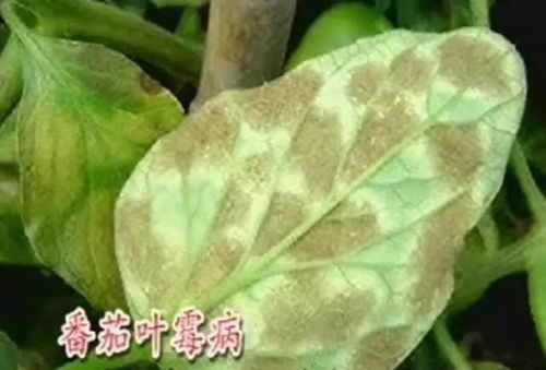 大蒜病害，怎么办？