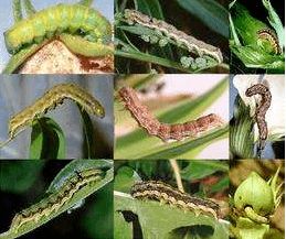 Zui佳杀卵时间的选择