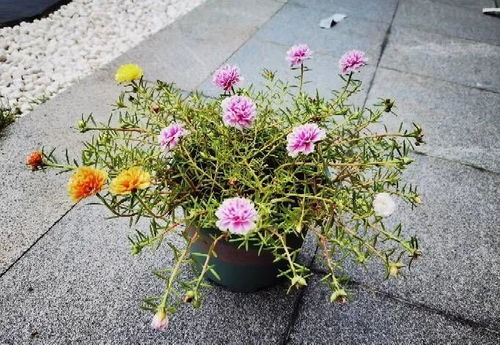 秋季养殖太阳花，如何让花朵更艳丽