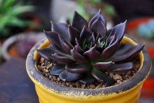 土壤问题：粘土和沙的比例不对