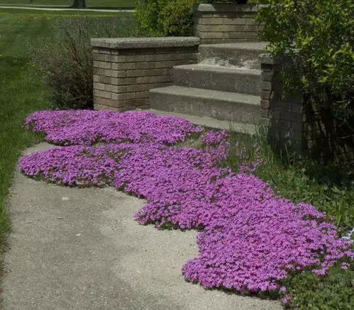 4. 芝樱：富士山同款网红