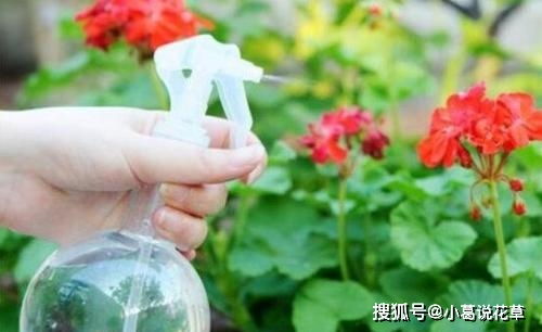 浇淘米水前的发酵