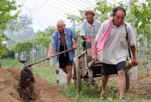 施肥，你Zuo对了吗？