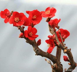 梅花的经济价值：是真是假？