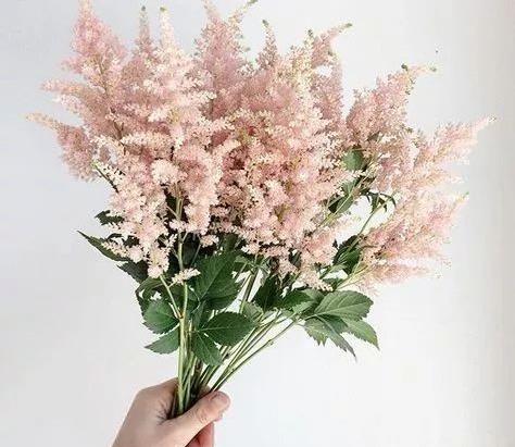 花树修剪秘籍，轻松打造完美花型！