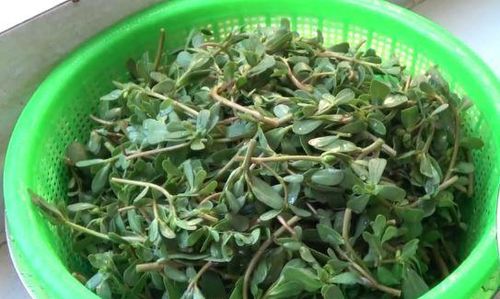 红笕菜，富含营养