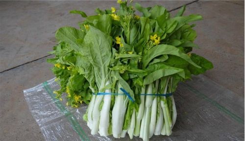 白菜苔最佳种植时间与方法是什么？