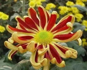 菊花绽放，金黄如瀑