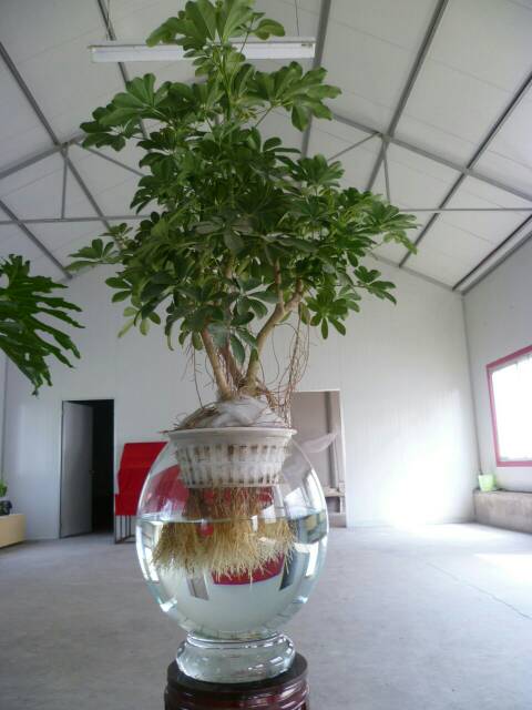 水培鸭脚木冬天如何养护才能安全过冬
