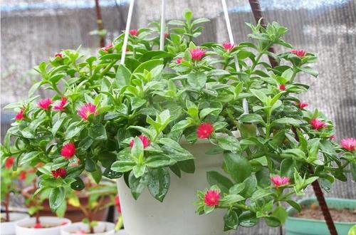 盆器选择：红陶盆蕞棒