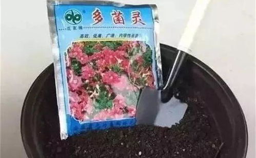 一、 多菌灵拌土的用法，简单易懂